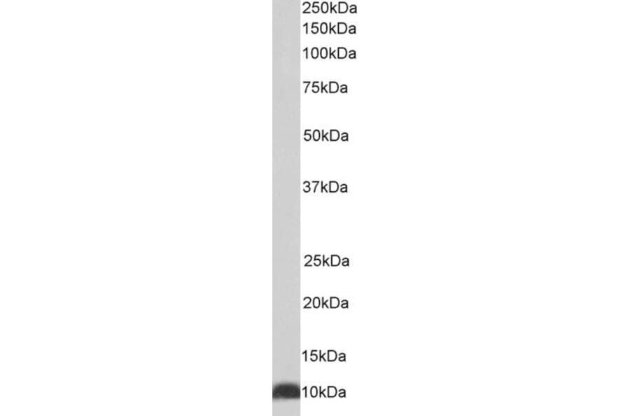 Western Blot - Anti-EPF Antibody (A85237) - Antibodies.com