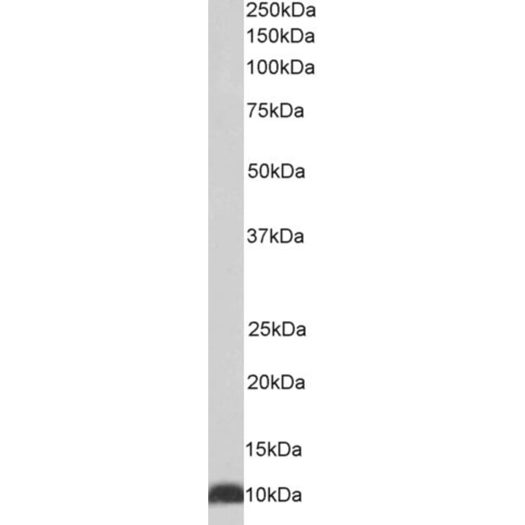 Western Blot - Anti-EPF Antibody (A85237) - Antibodies.com