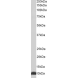 Western Blot - Anti-EPF Antibody (A85237) - Antibodies.com