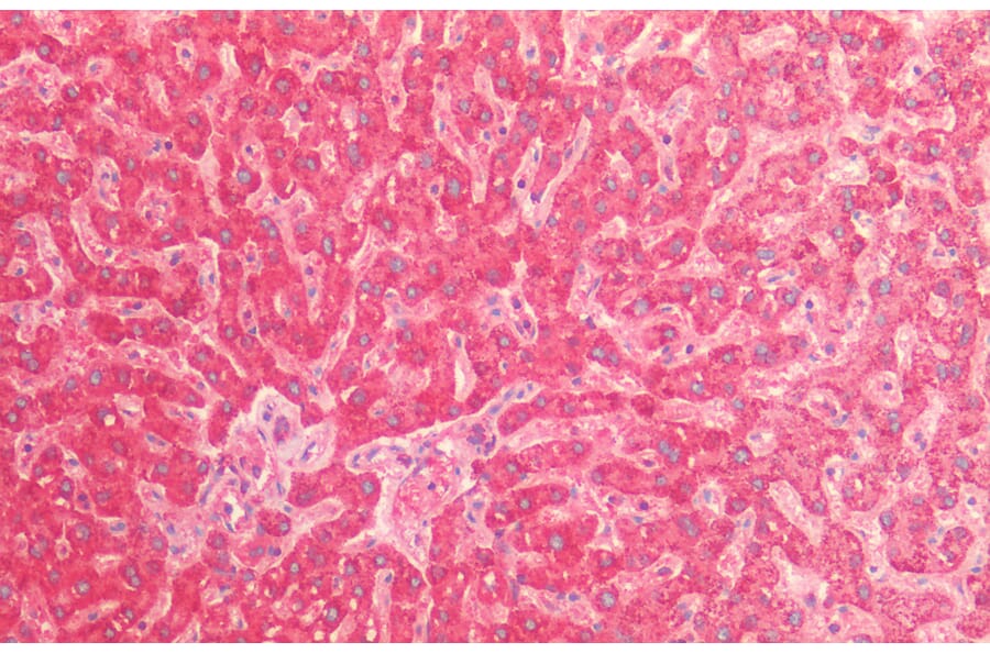 Immunohistochemistry - Anti-EPF Antibody (A85237) - Antibodies.com