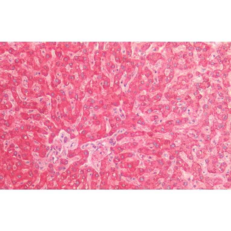 Immunohistochemistry - Anti-EPF Antibody (A85237) - Antibodies.com