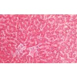 Immunohistochemistry - Anti-EPF Antibody (A85237) - Antibodies.com