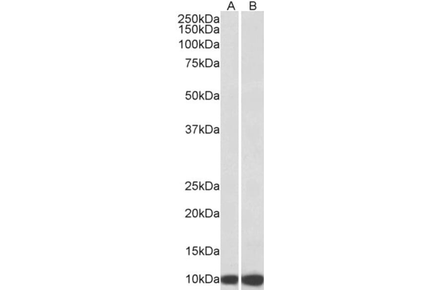 Western Blot - Anti-EPF Antibody (A85238) - Antibodies.com