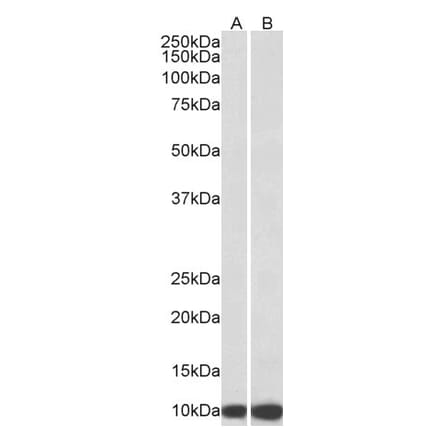 Western Blot - Anti-EPF Antibody (A85238) - Antibodies.com