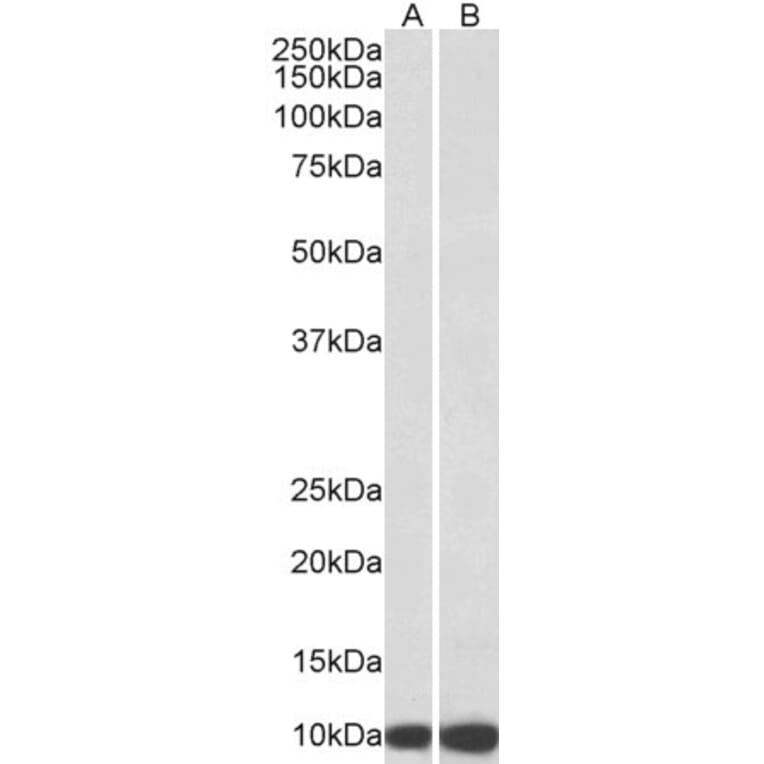 Western Blot - Anti-EPF Antibody (A85238) - Antibodies.com