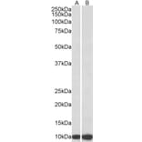 Western Blot - Anti-EPF Antibody (A85238) - Antibodies.com