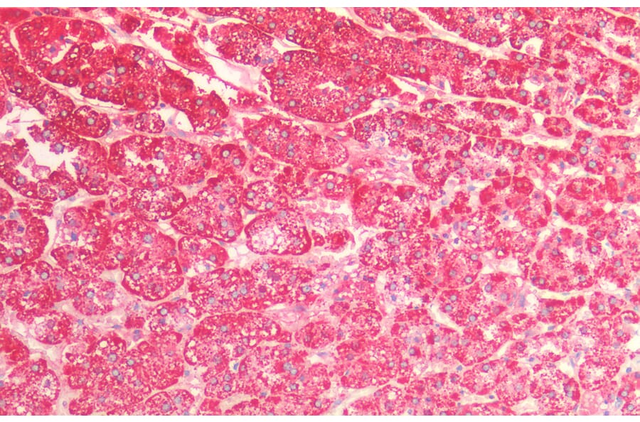Immunohistochemistry - Anti-EPF Antibody (A85238) - Antibodies.com