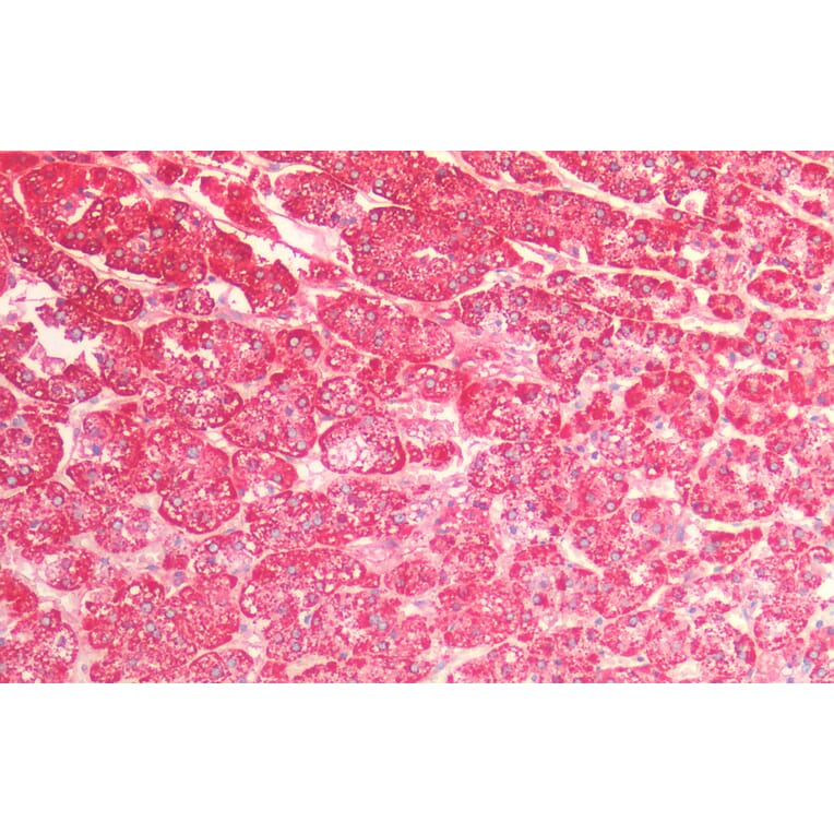 Immunohistochemistry - Anti-EPF Antibody (A85238) - Antibodies.com