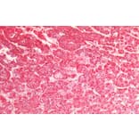 Immunohistochemistry - Anti-EPF Antibody (A85238) - Antibodies.com