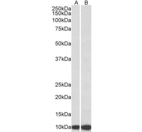 Western Blot - Anti-HSPE1 Antibody (A85238) - Antibodies.com