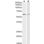 Western Blot - Anti-Glypican 1/GPC1 Antibody (A85240) - Antibodies.com