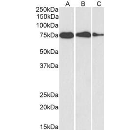 Western Blot - Anti-GRP78 BiP Antibody (A85241) - Antibodies.com