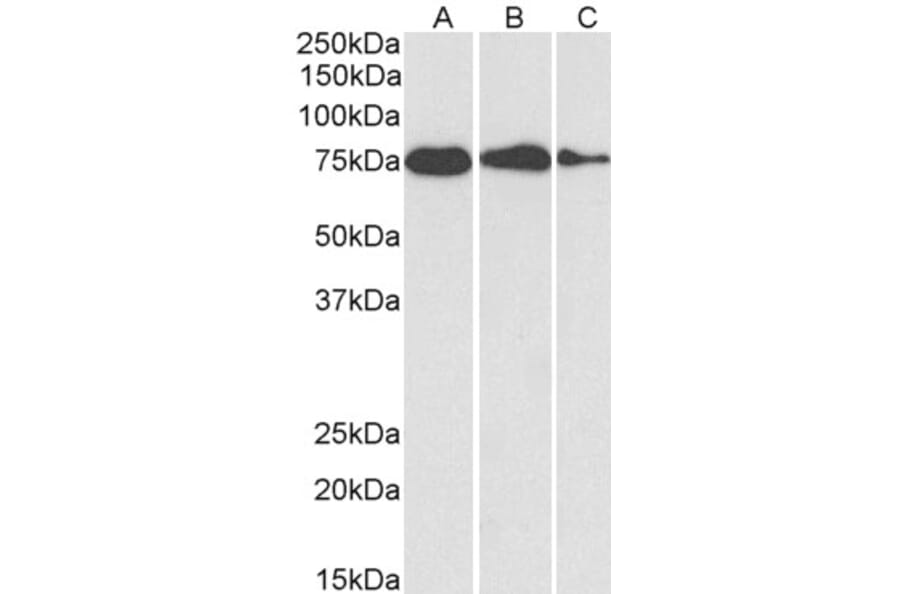 Western Blot - Anti-GRP78 BiP Antibody (A85241) - Antibodies.com