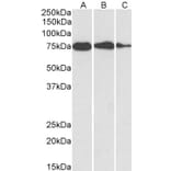 Western Blot - Anti-GRP78 BiP Antibody (A85241) - Antibodies.com
