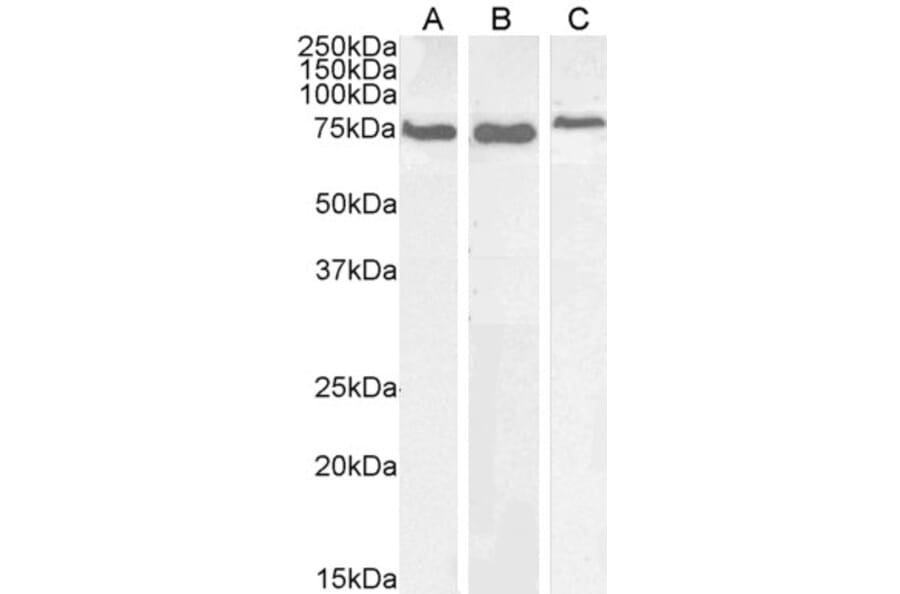 Western Blot - Anti-GRP78 BiP Antibody (A85241) - Antibodies.com