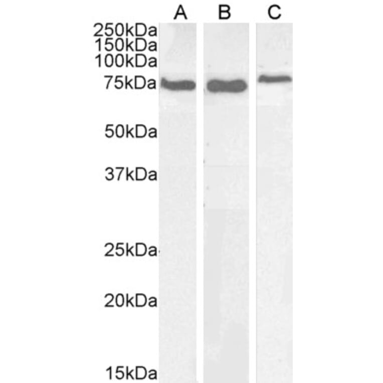 Western Blot - Anti-GRP78 BiP Antibody (A85241) - Antibodies.com