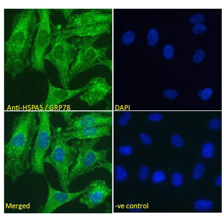 Immunofluorescence - Anti-GRP78 BiP Antibody (A85241) - Antibodies.com