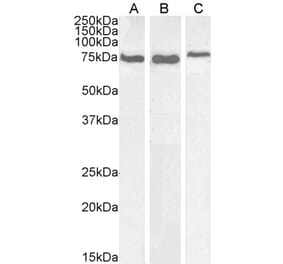 Western Blot - Anti-HSPA5 Antibody (A85241) - Antibodies.com