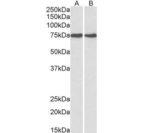 Western Blot - Anti-GRP78 BiP Antibody (A85242) - Antibodies.com