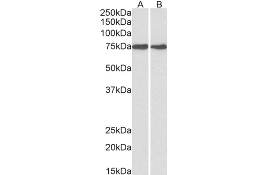 Western Blot - Anti-GRP78 BiP Antibody (A85242) - Antibodies.com