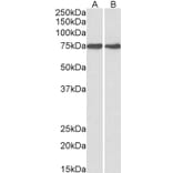 Western Blot - Anti-GRP78 BiP Antibody (A85242) - Antibodies.com