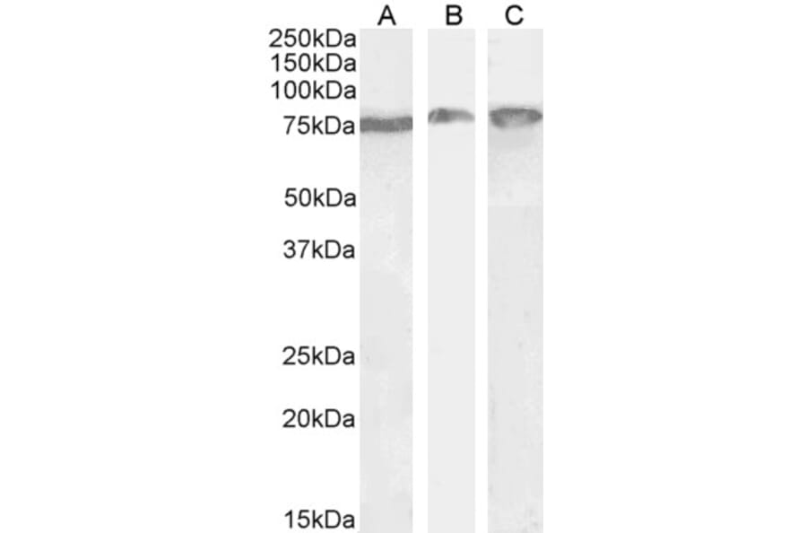 Western Blot - Anti-GRP78 BiP Antibody (A85242) - Antibodies.com