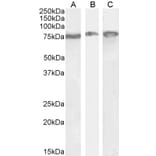 Western Blot - Anti-GRP78 BiP Antibody (A85242) - Antibodies.com