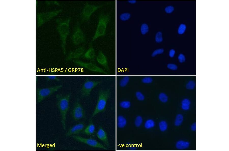 Immunofluorescence - Anti-GRP78 BiP Antibody (A85242) - Antibodies.com