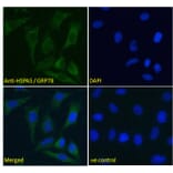Immunofluorescence - Anti-GRP78 BiP Antibody (A85242) - Antibodies.com