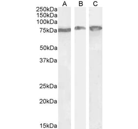 Western Blot - Anti-HSPA5 Antibody (A85242) - Antibodies.com