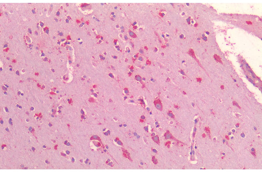 Immunohistochemistry - Anti-GRP78 BiP Antibody (A85242) - Antibodies.com