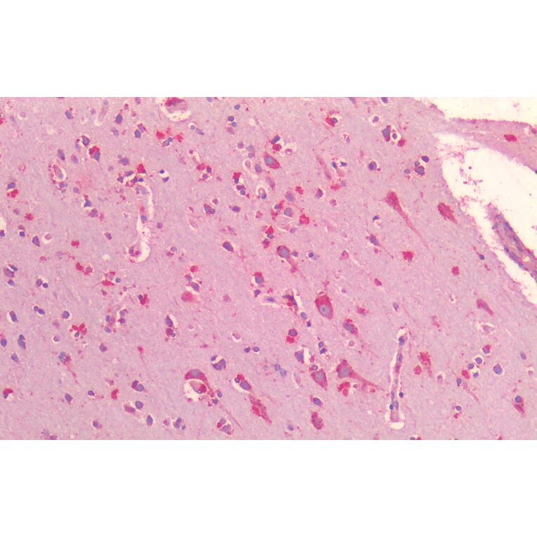 Immunohistochemistry - Anti-GRP78 BiP Antibody (A85242) - Antibodies.com