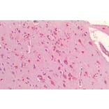 Immunohistochemistry - Anti-GRP78 BiP Antibody (A85242) - Antibodies.com