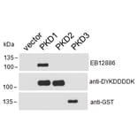 Western Blot - Anti-PKD Antibody (A85245) - Antibodies.com