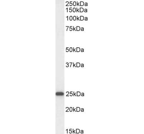 Western Blot - Anti-OAZ1 Antibody (A85247) - Antibodies.com