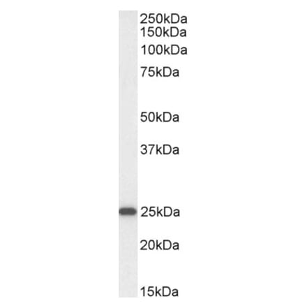 Western Blot - Anti-OAZ1 Antibody (A85247) - Antibodies.com