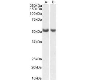Western Blot - Anti-PTGIS Antibody (A85248) - Antibodies.com