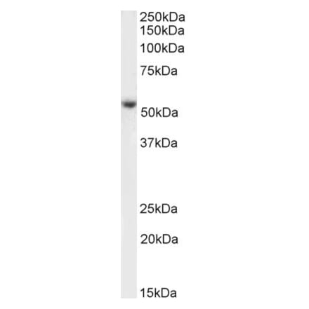Western Blot - Anti-Kynurenine 3-Monooxygenase Antibody (A85252) - Antibodies.com