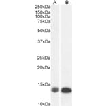 Western Blot - Anti-Liver FABP Antibody (A85257) - Antibodies.com