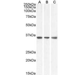 Western Blot - Anti-MDH2 Antibody (A85259) - Antibodies.com