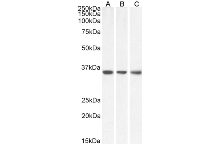Western Blot - Anti-MDH2 Antibody (A85259) - Antibodies.com
