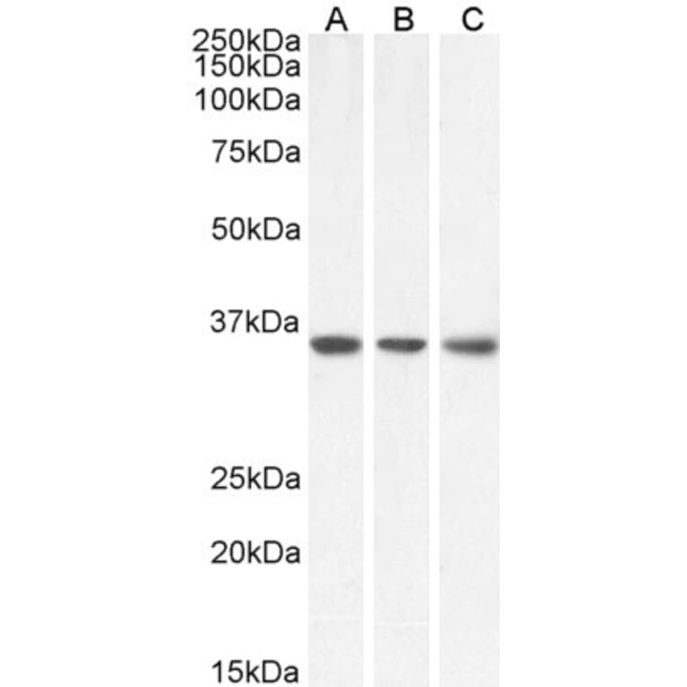 Western Blot - Anti-MDH2 Antibody (A85259) - Antibodies.com