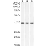 Western Blot - Anti-MDH2 Antibody (A85259) - Antibodies.com