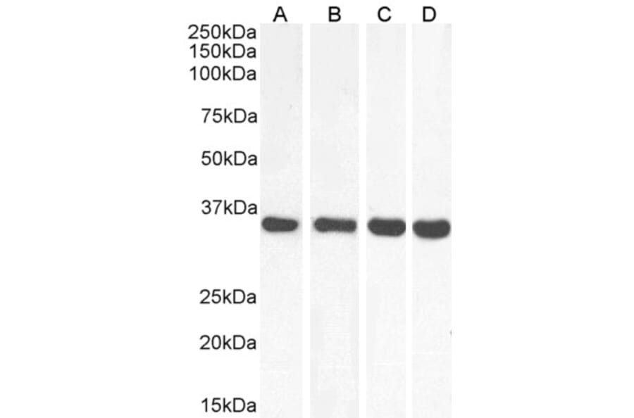 Western Blot - Anti-MDH2 Antibody (A85259) - Antibodies.com