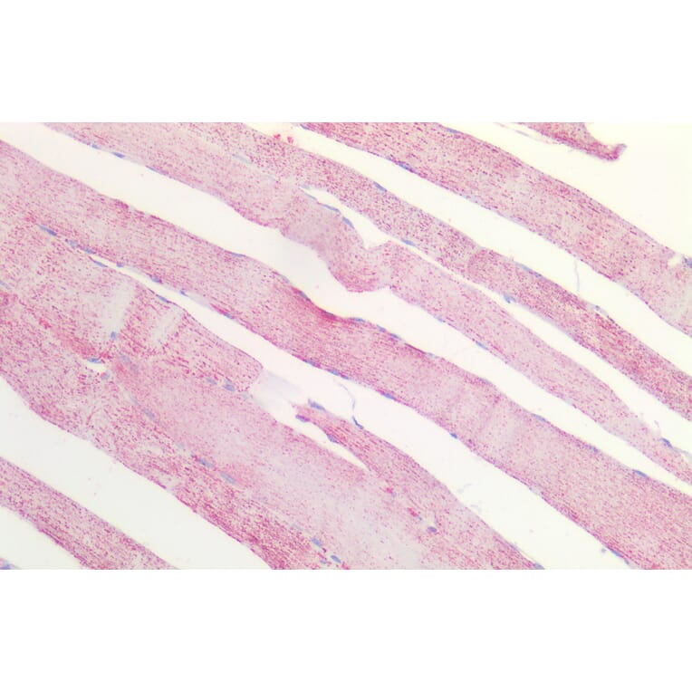 Immunohistochemistry - Anti-MDH2 Antibody (A85259) - Antibodies.com