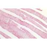 Immunohistochemistry - Anti-MDH2 Antibody (A85259) - Antibodies.com