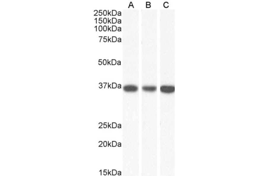 Western Blot - Anti-MDH2 Antibody (A85260) - Antibodies.com