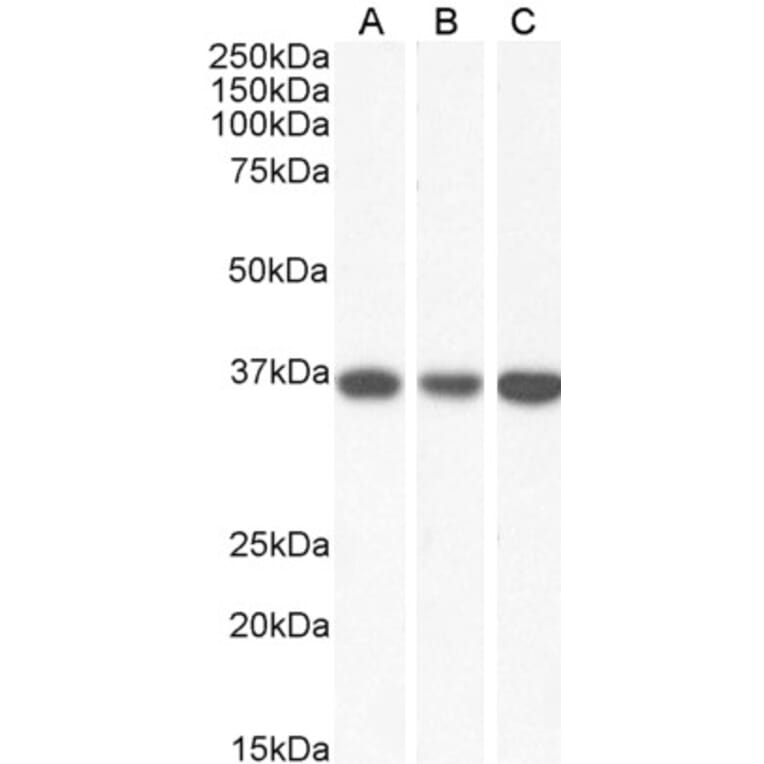 Western Blot - Anti-MDH2 Antibody (A85260) - Antibodies.com