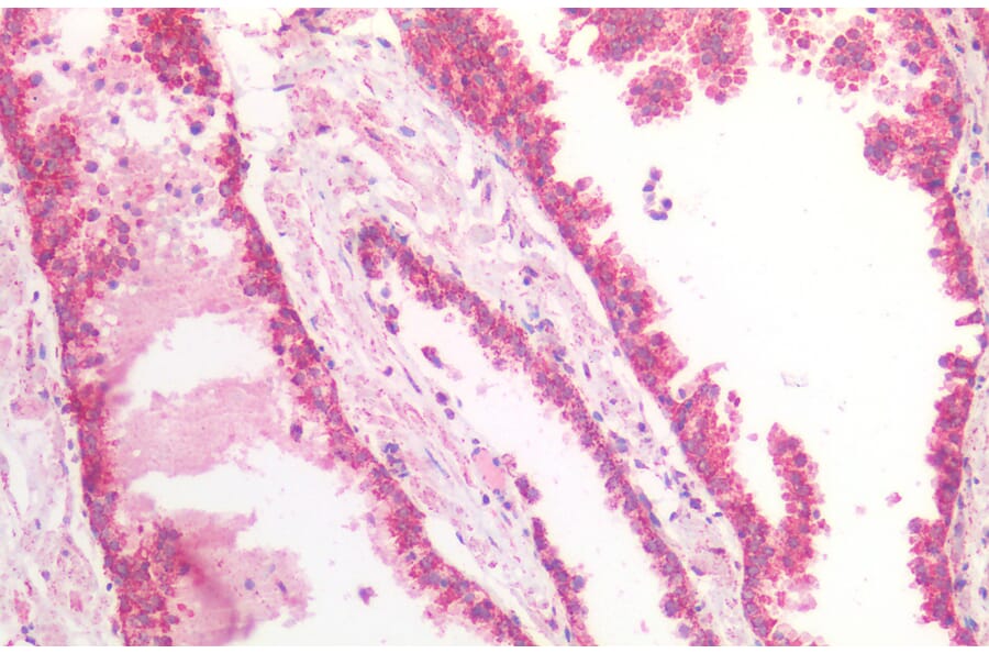 Immunohistochemistry - Anti-MDH2 Antibody (A85260) - Antibodies.com