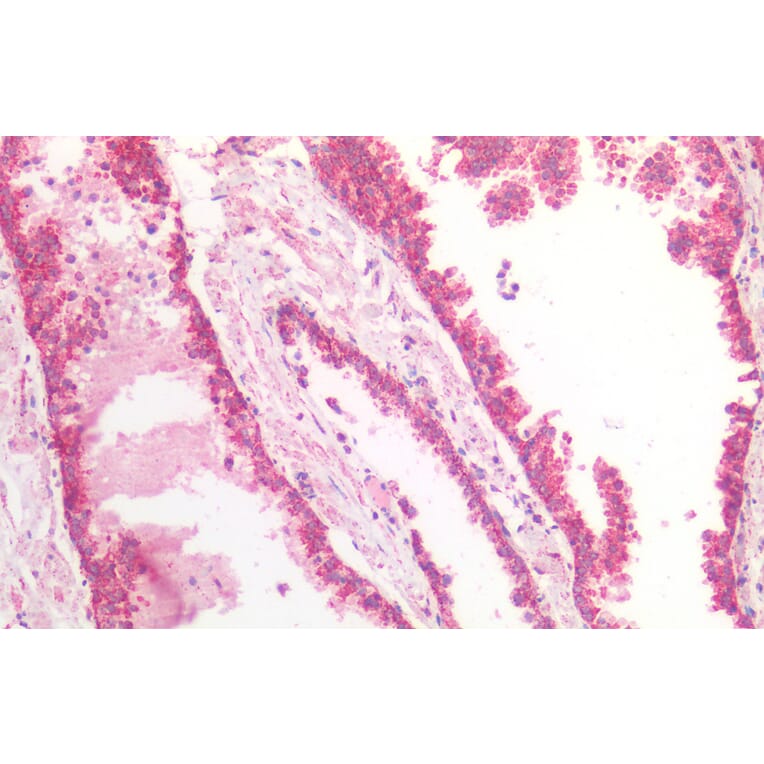 Immunohistochemistry - Anti-MDH2 Antibody (A85260) - Antibodies.com